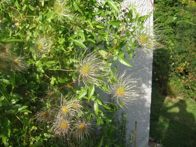 Clematis Tangutica